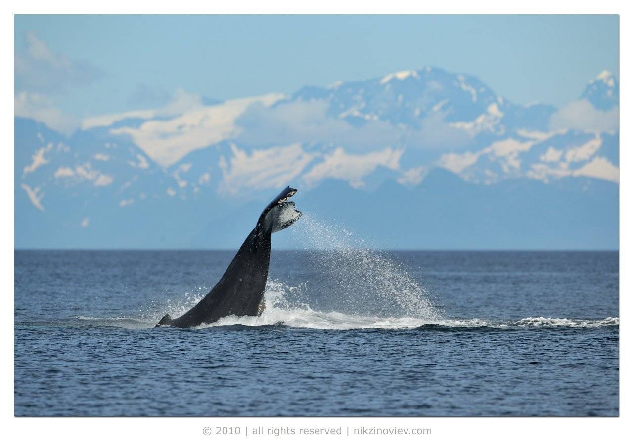 аляска, кит, горбач, дикая природа, николай зиновьев, сша, Николай Зиновьев