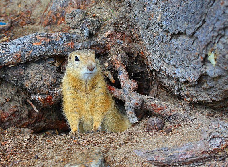 Суслики - это не только.... фото превью