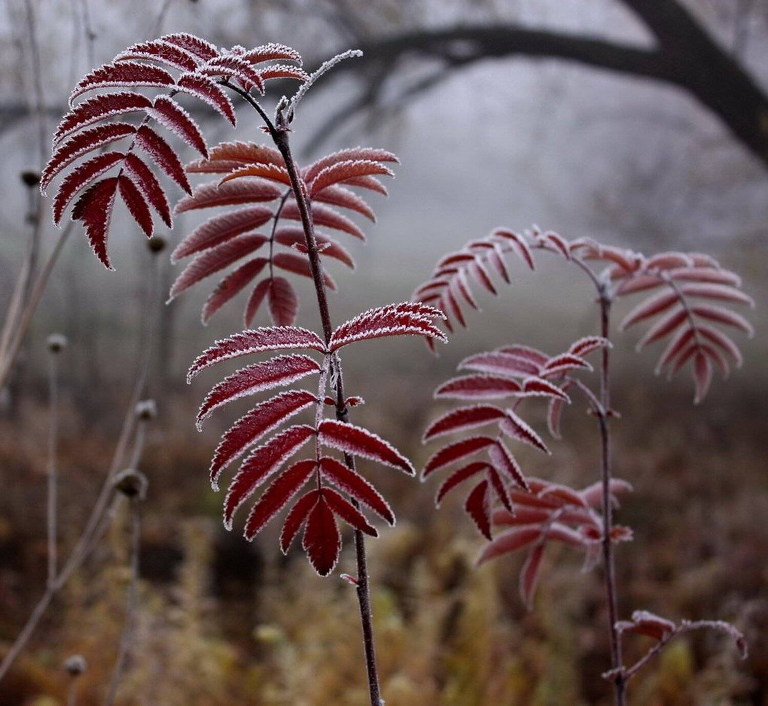 растения, иней, Михаил