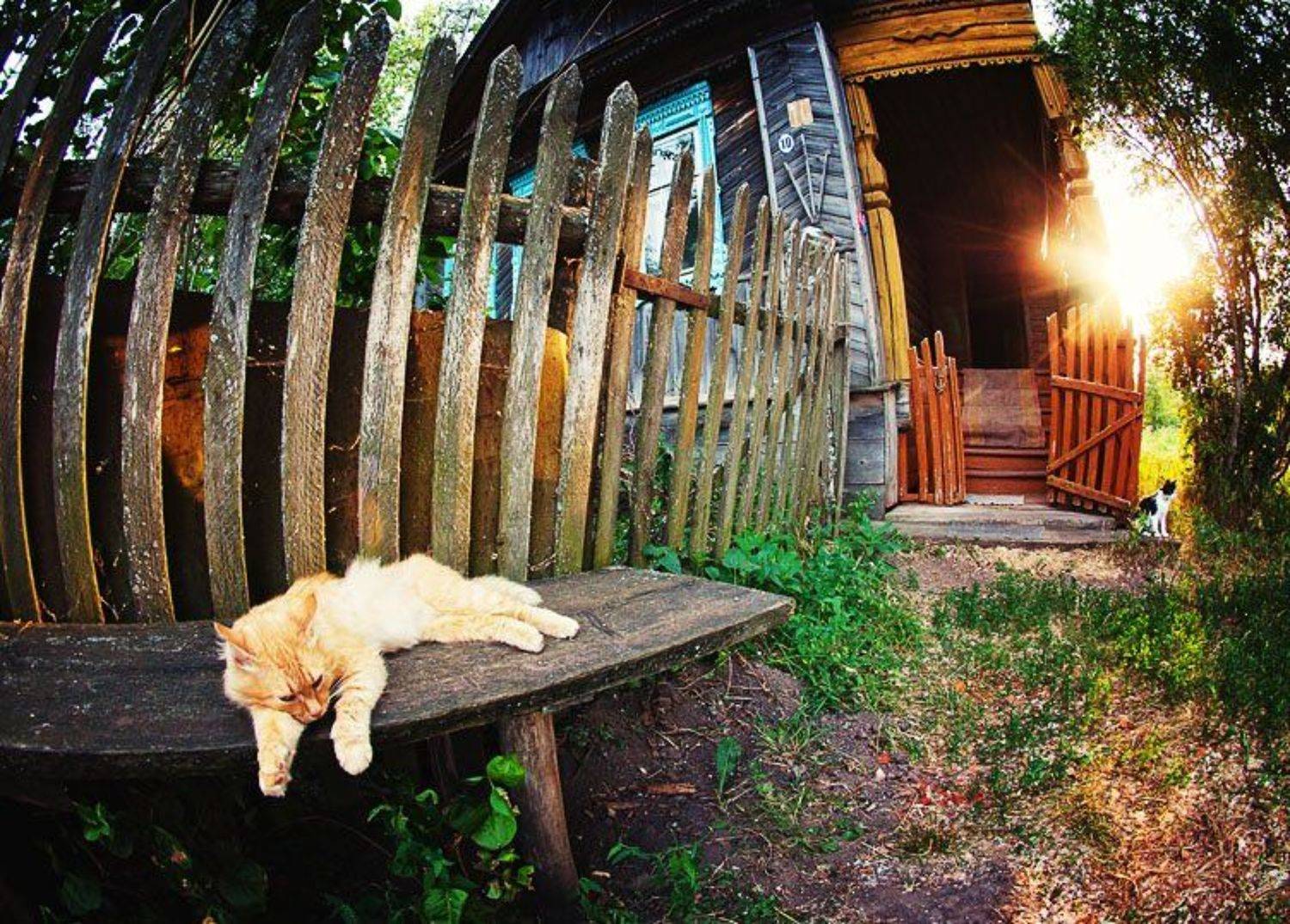 wwwest, Семенов Арсений