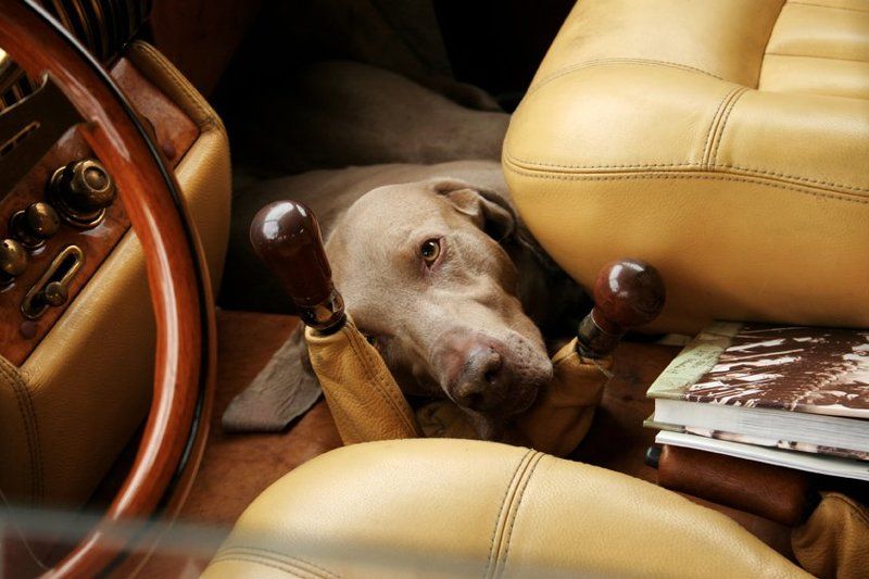 Страж фото превью