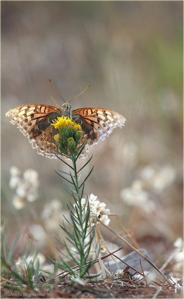 нимфалиды, nymphalidae, большая, лесная, перламутровка, argynnis, paphia, Надежда Муравьёва