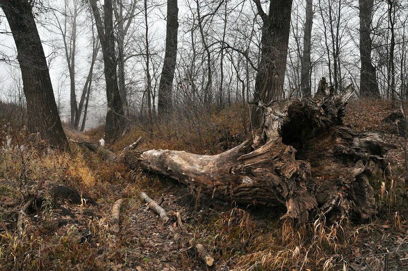 ..... фото превью