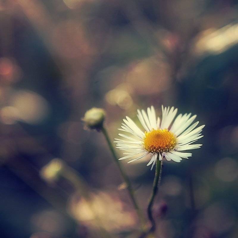 , Лана Тополева