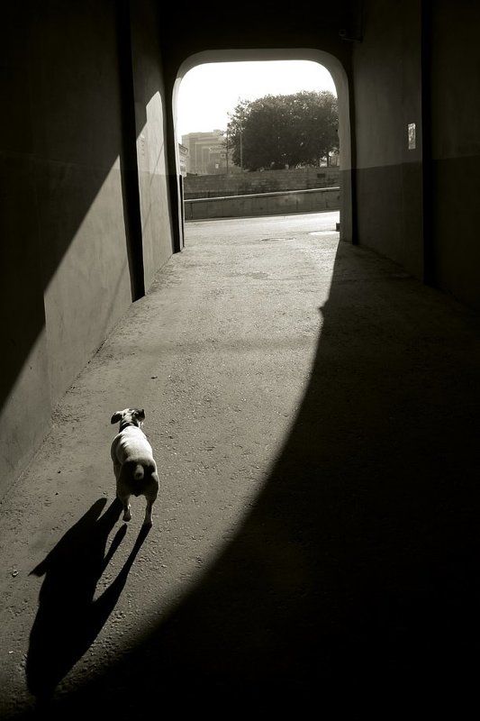 Утренняя прогулка фото превью