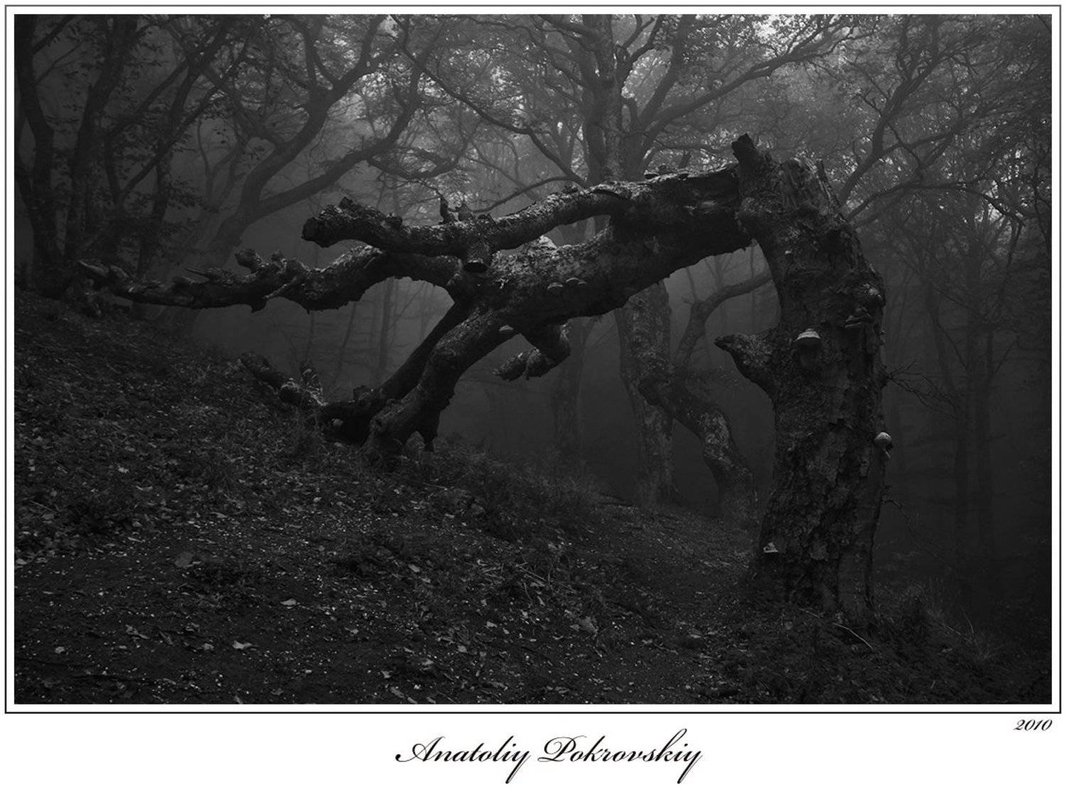 лес, туман, горы, бук, коряга, леший, анатолий покровский, Анатолий Покровский