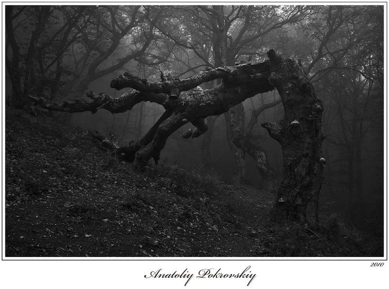 лес, туман, горы, бук, коряга, леший, анатолий покровский Там чудеса, там леший бродит... фото превью