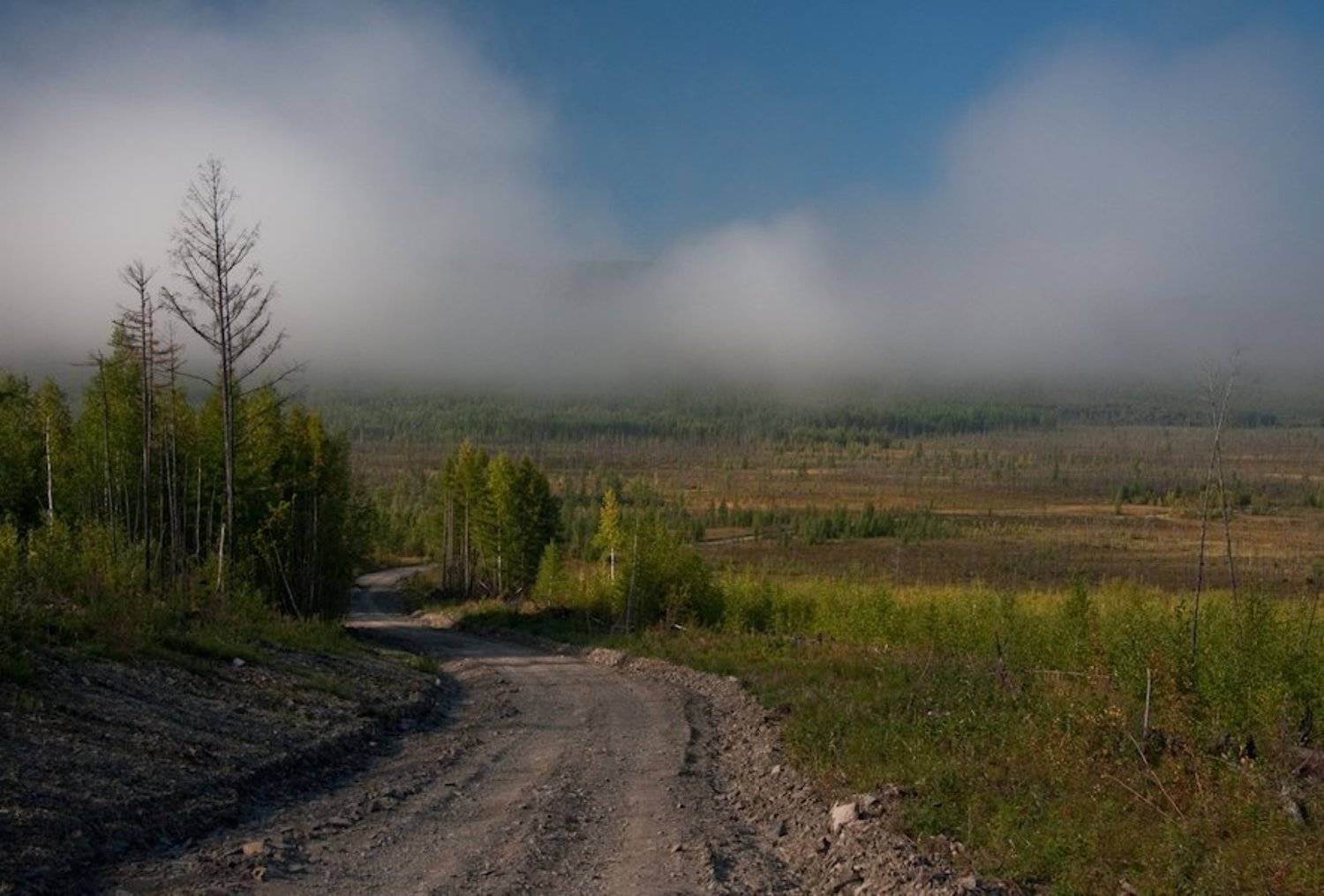 тайга, пейзажи, август 2010, софийск, хабаровский край, Kovalchuk_VO
