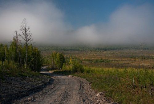 тайга...