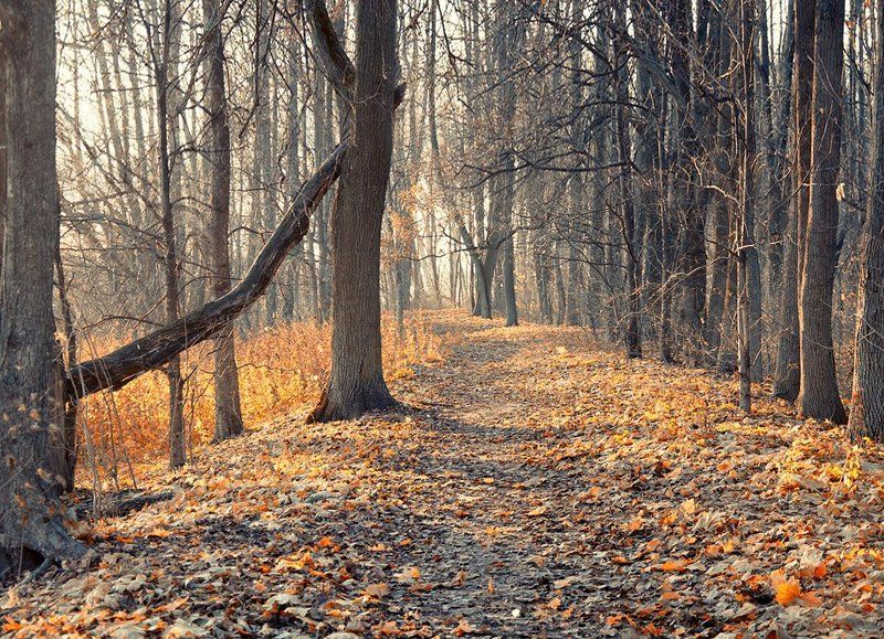 золото осени фото превью