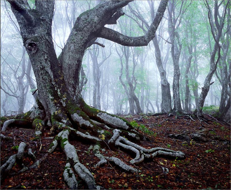 лес11 фото превью