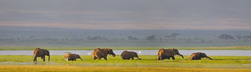 Endless savanna