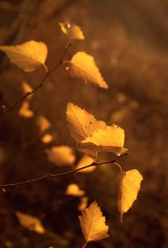 , Лана Тополева