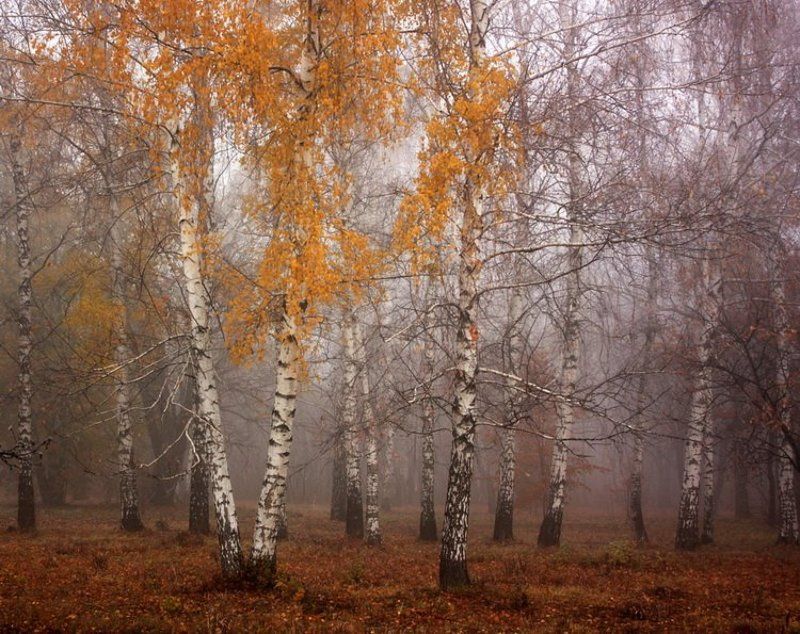 осень, ноябрь Ноябрь. фото превью