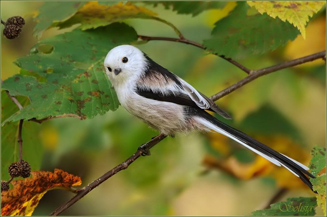 птицы, природа, ополовник, длиннохвостая синица, aegithalos caudatus, Солисия