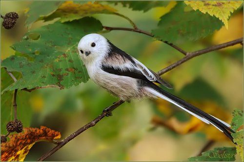 Осеннее настроение