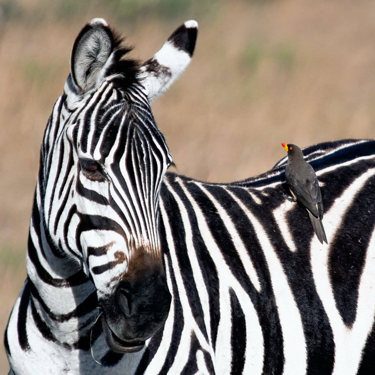 африка, кения, Eeyore