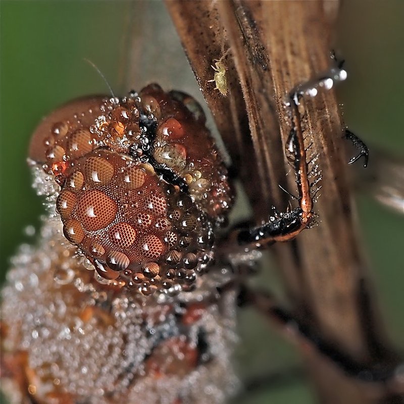в контактных линзах фото превью