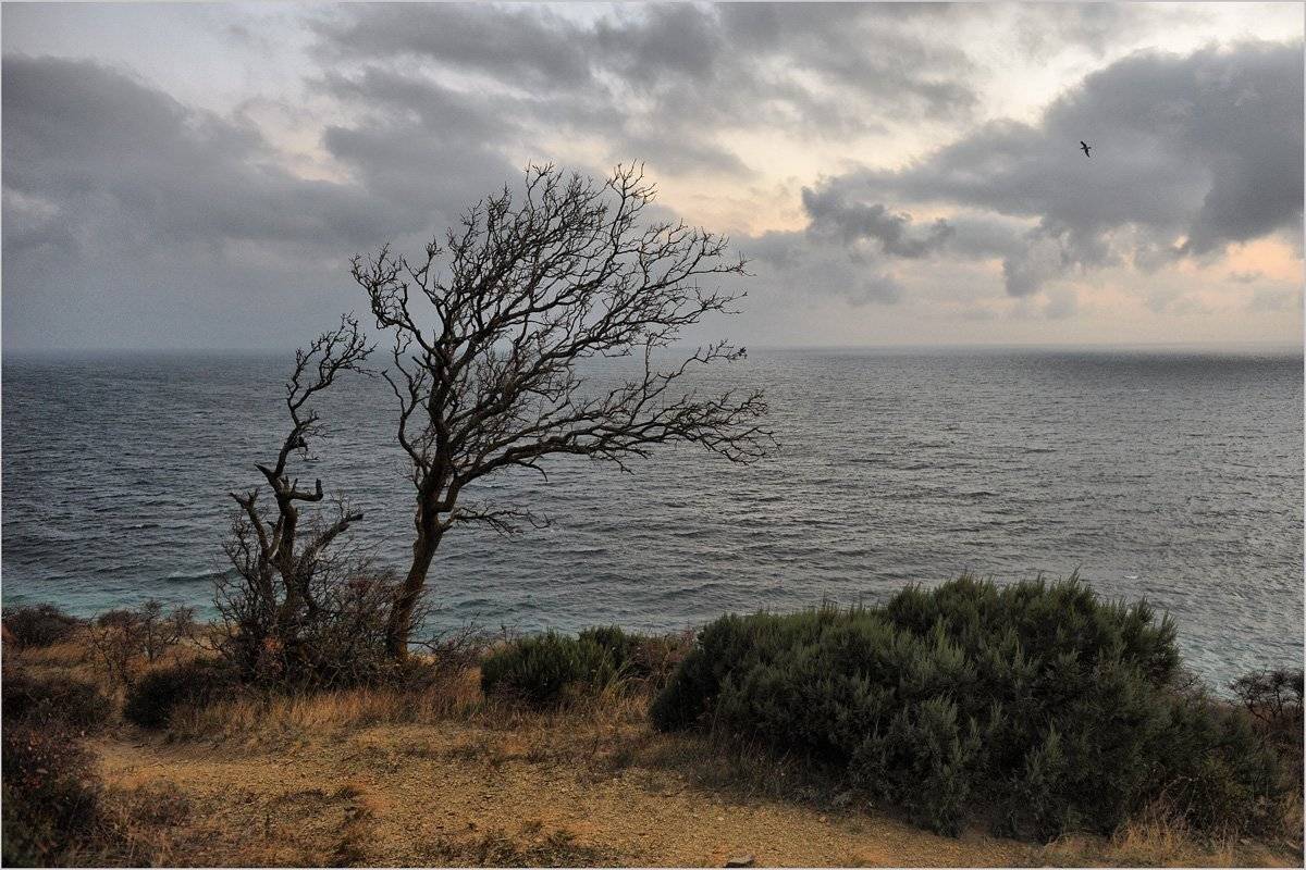 , Борис Пирог