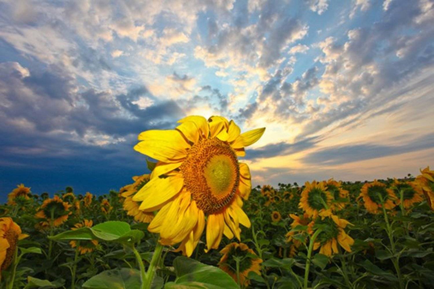 подсолнух, закат, солнце, Leonid Shvarts