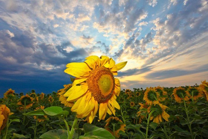 подсолнух, закат, солнце Солнышко фото превью