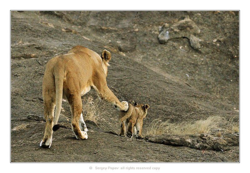львы, кения, дикая природа, отношения животных, фотография дикой природы Вперед, только вперед, малыш!!! фото превью