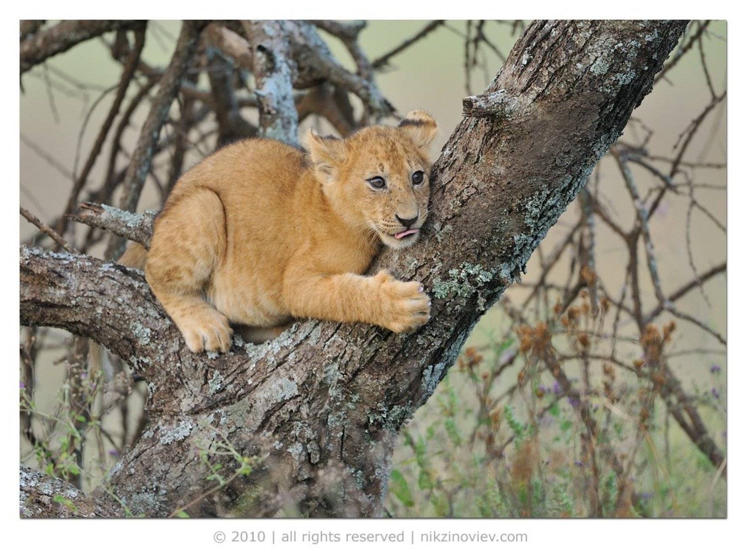 львенок, лев, дикие животные, серенгети, серонера, африка, николай зиновьев, Николай Зиновьев