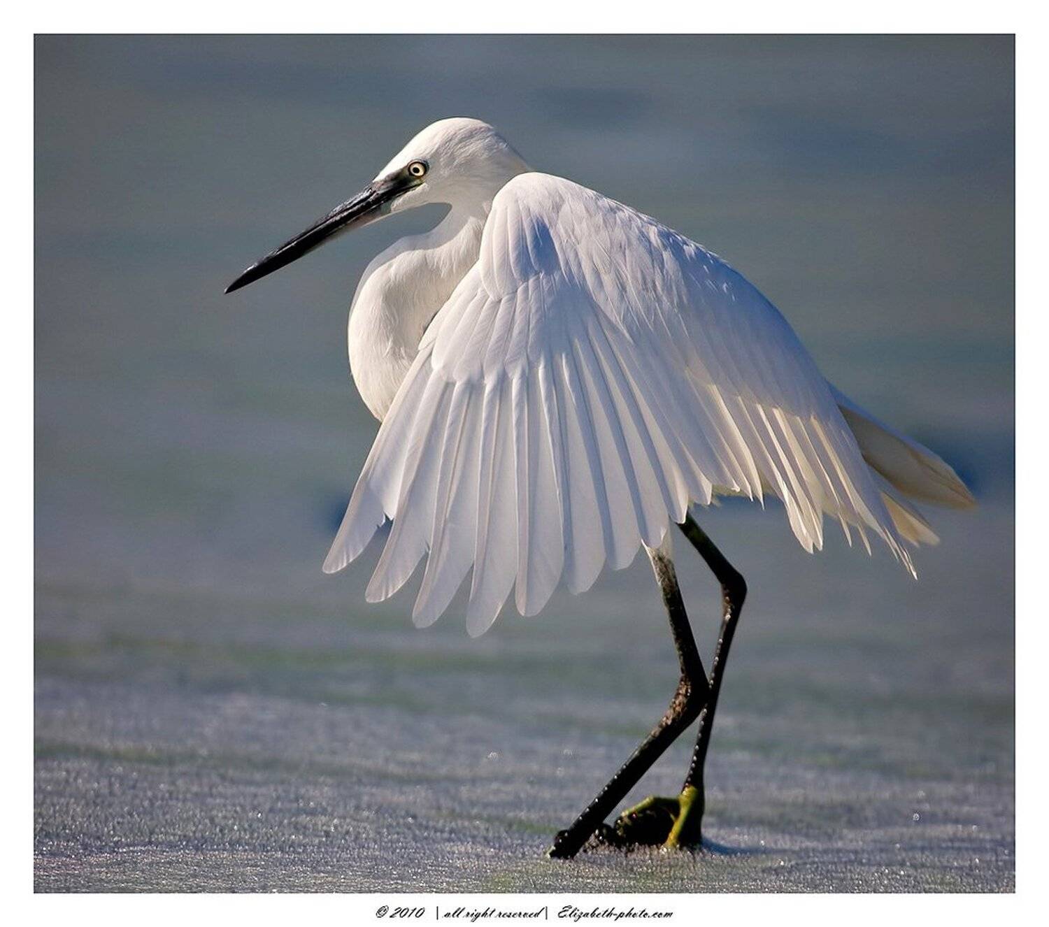 малая, белая, цапля, egretta, garzetta, израиль, Elizabeth Etkind