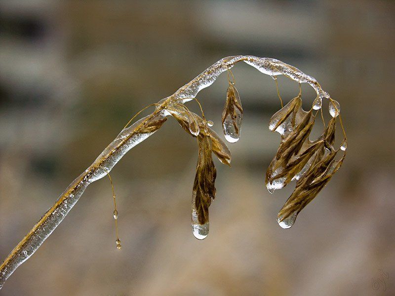 дождь, мороз, ноябрь \