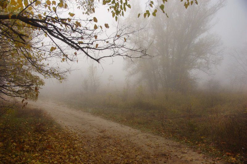 туман, утро, лес туманное утро на Хортице фото превью