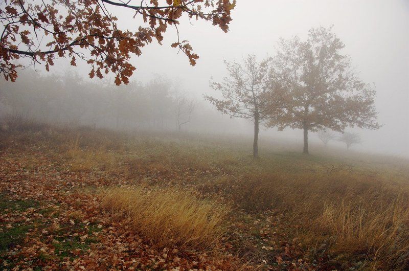 утро, туман туманное утро на Хортице фото превью