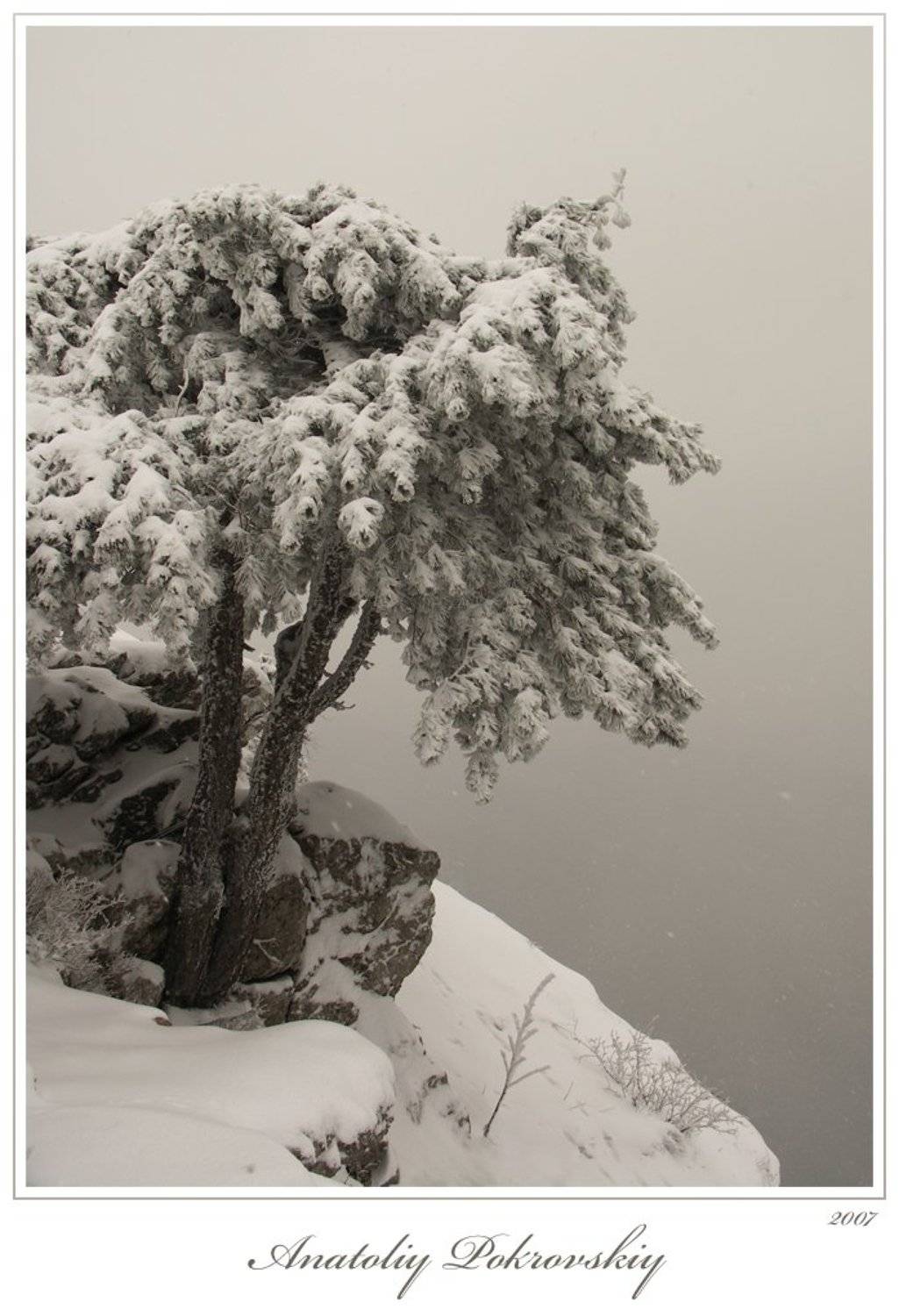 сосна пиния, скалы, снег, пурга, Анатолий Покровский