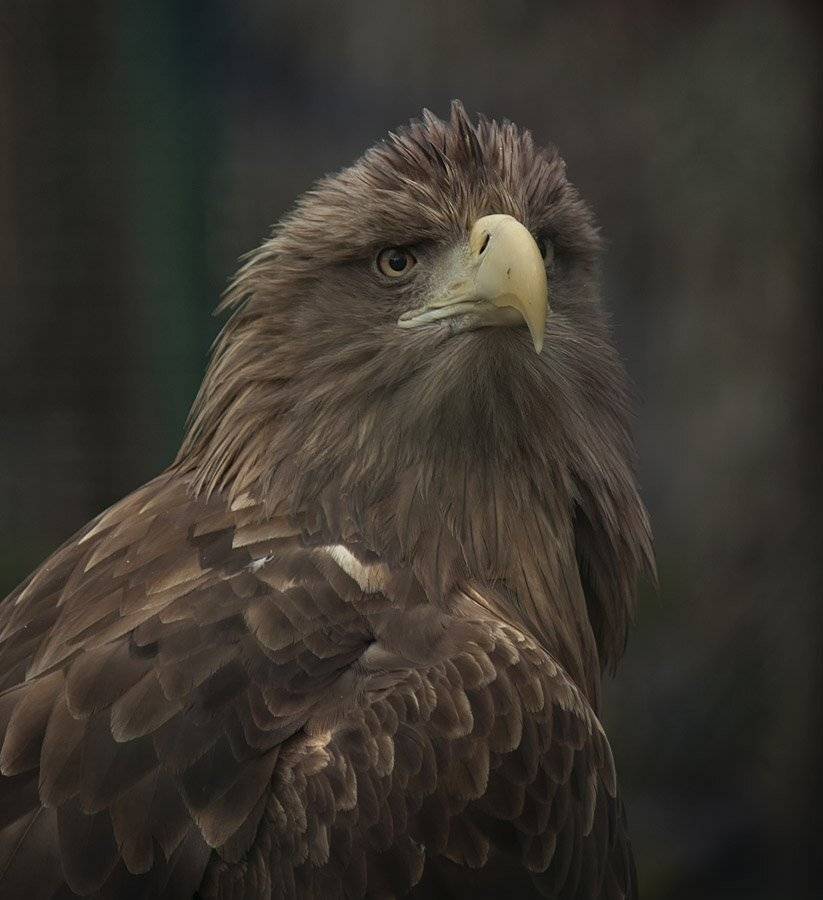 , Аркадий Белов