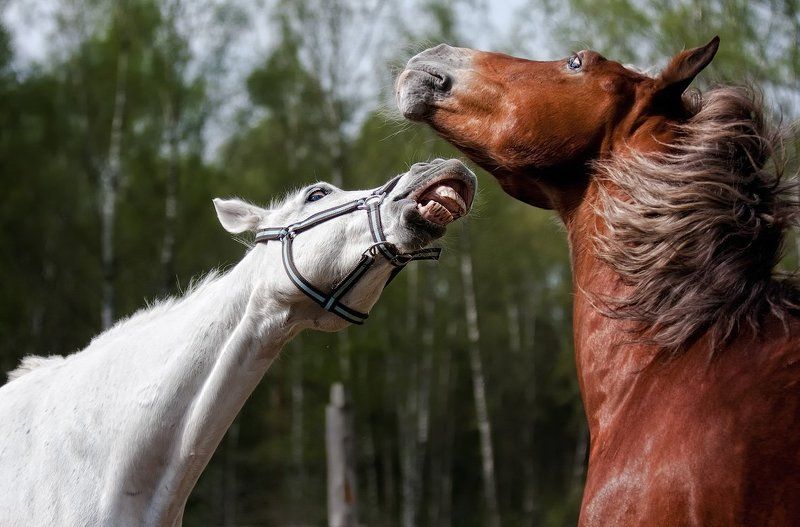 Диалог фото превью