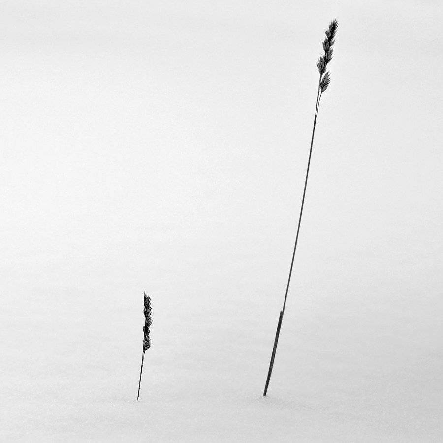 зима, мороз, туман, Sergey