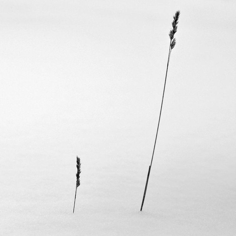 зима, мороз, туман Невесомость фото превью