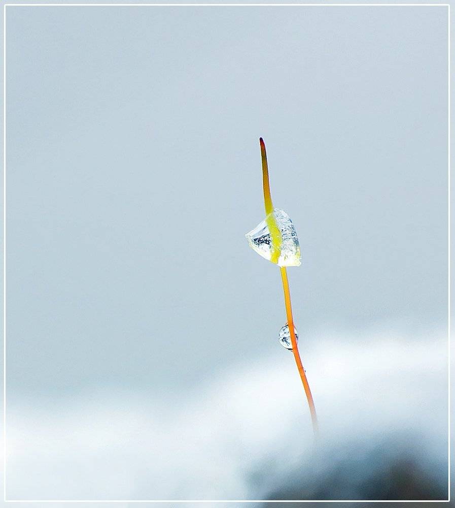 мох, снег, Ковалевич А.