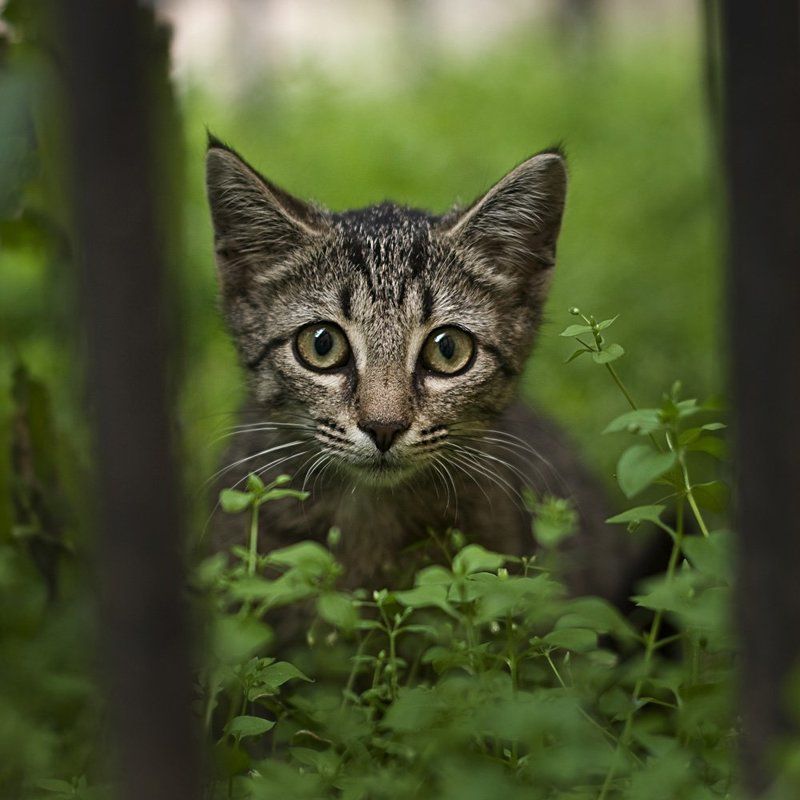кот, глаза А я вас вижу фото превью