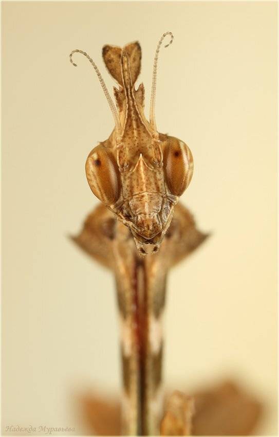 богомол-скрипка, gongylus, gongyloides, Надежда Муравьёва