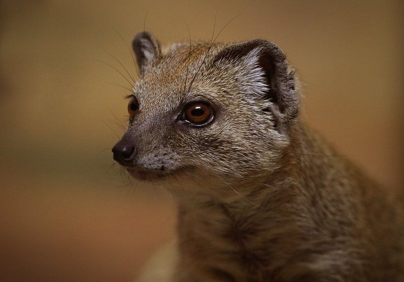 жёлтый, мангуст  фото превью
