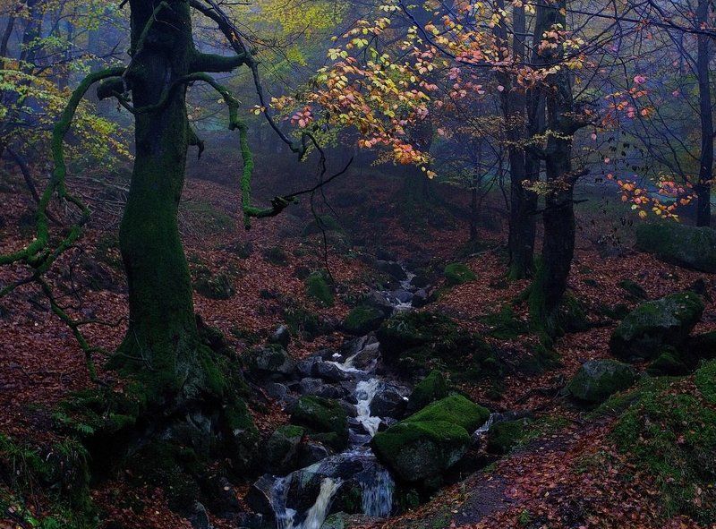лес, туман, мох, водопад, *** фото превью