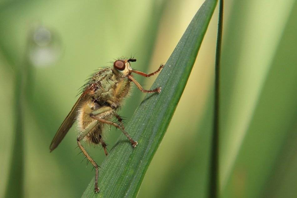 scathophagidae, Леонид