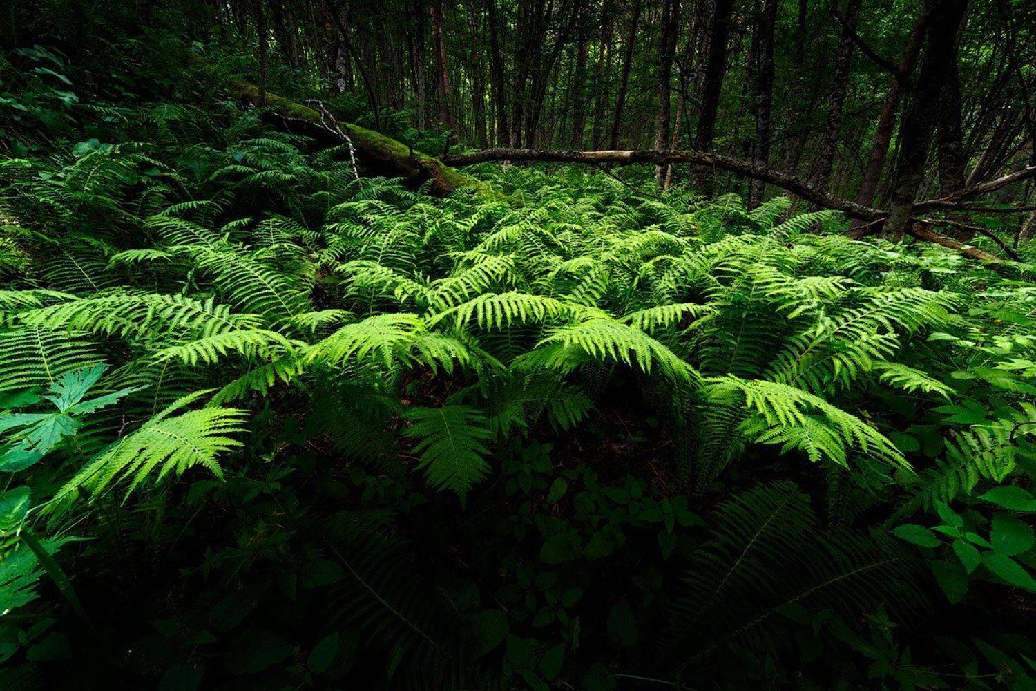 , Владимир Сковородников
