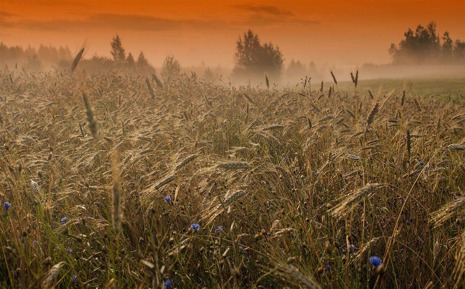 cereal fields,summer,sunrise, Daiva Cirtautė