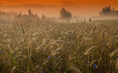 Summer morning