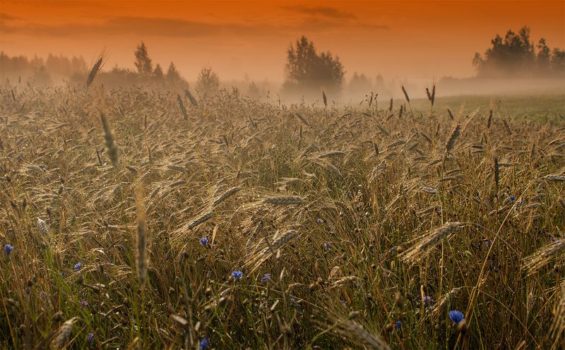 Summer morning фото превью