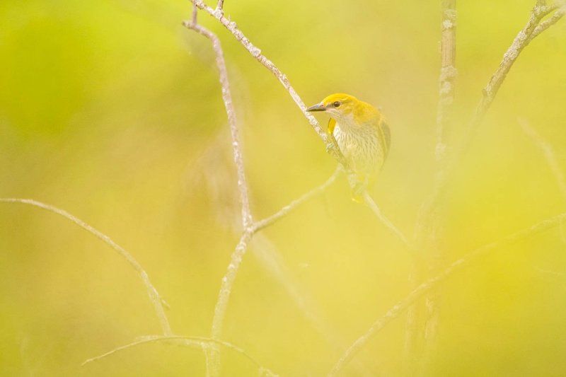 2017, август, иволга, птицы, Сибирь Иволга прилетела фото превью