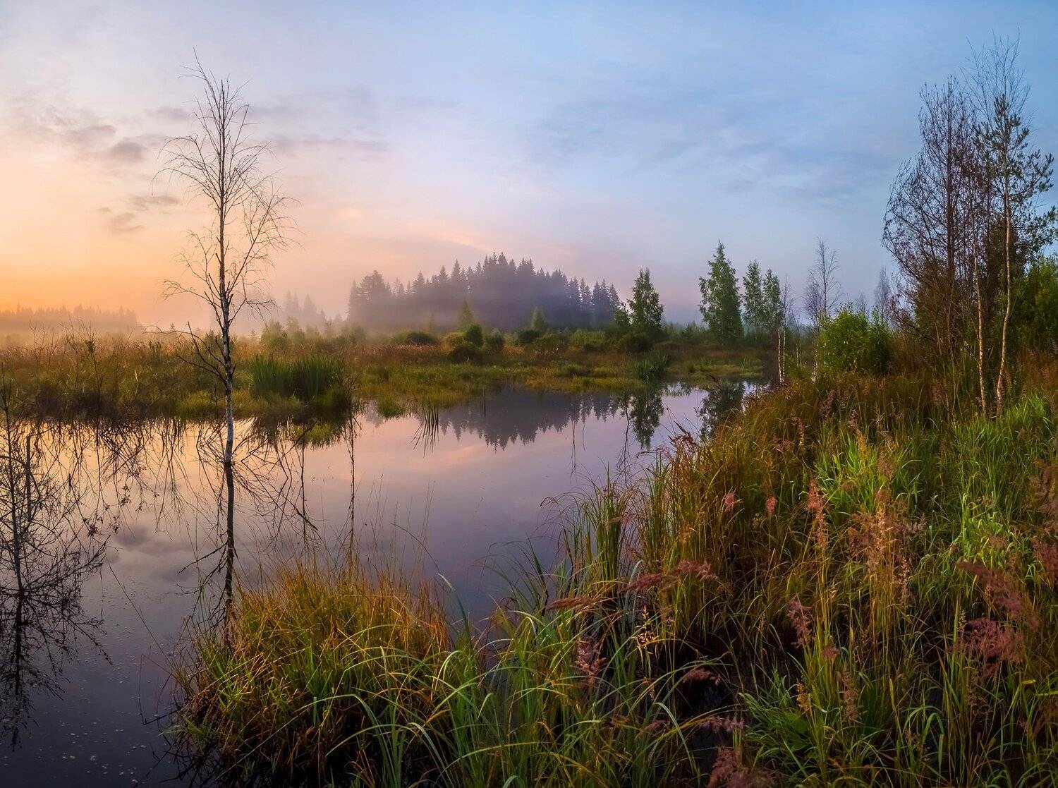 лето, август, ленинградская область, ручей, рассвет, трава, туман, облака, лес, отражение, магия., Лашков Фёдор