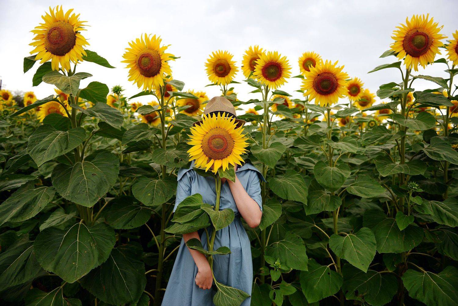 Поле, подсолнухи, подсолнух, Маркова Вика