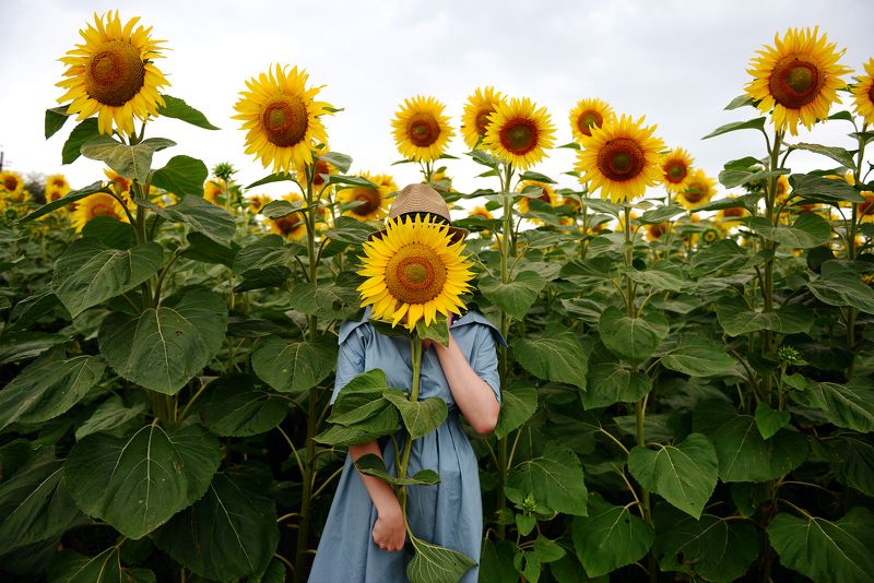Поле, подсолнухи, подсолнух Один из многих фото превью